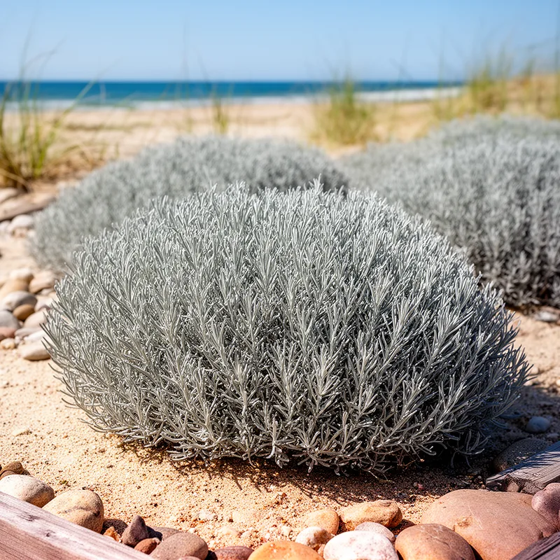 beach wormwood