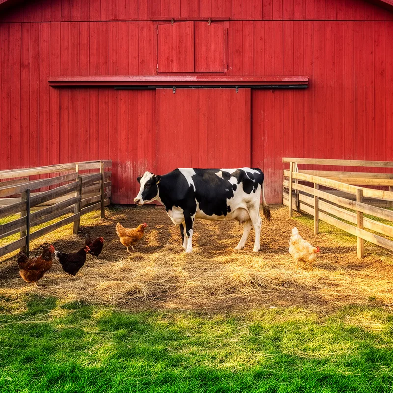 barnyard
