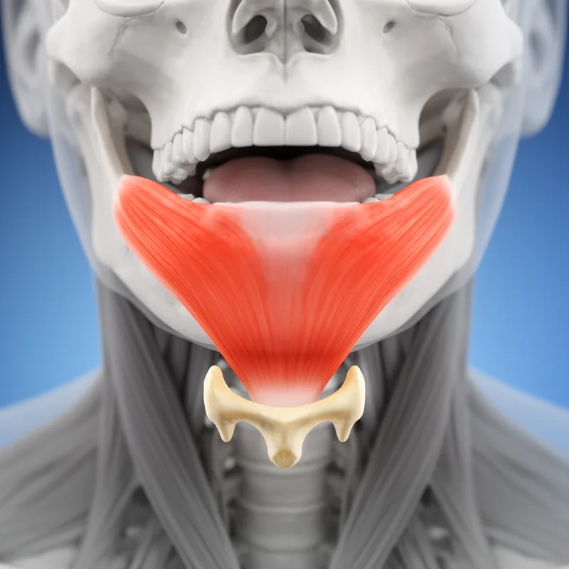 mylohyoid