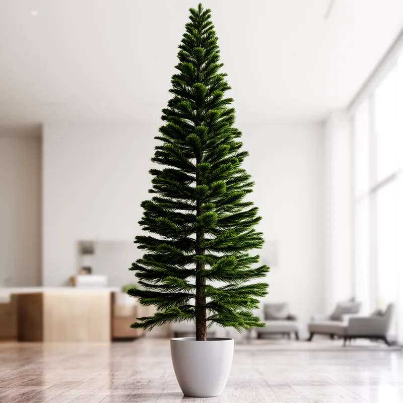 Araucaria heterophylla