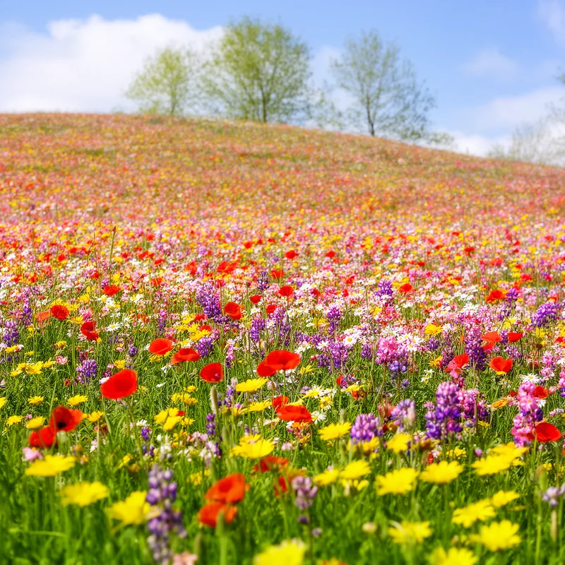bloomy