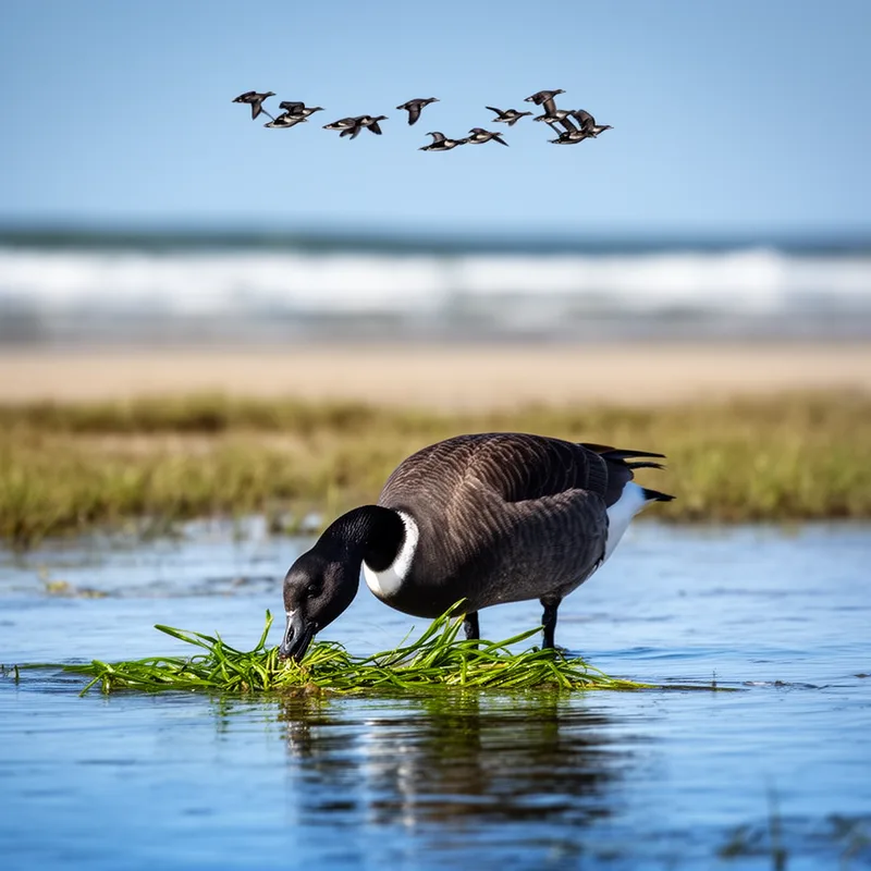 brant