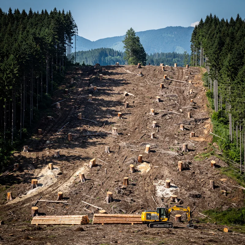 clear-cut