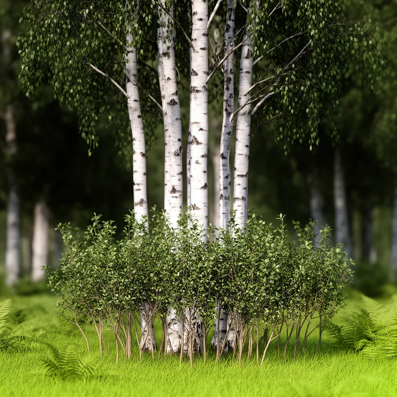 Betula