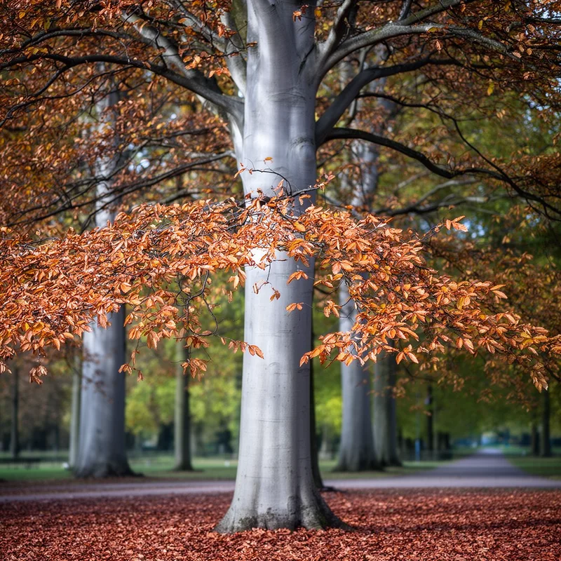 European beech