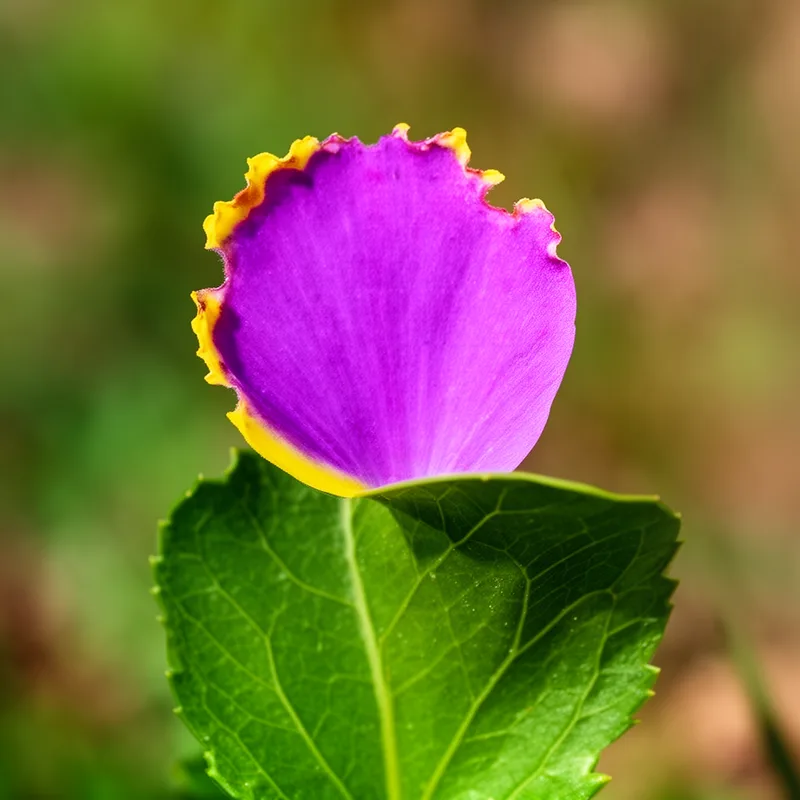 erose