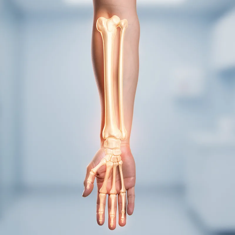 arm bone