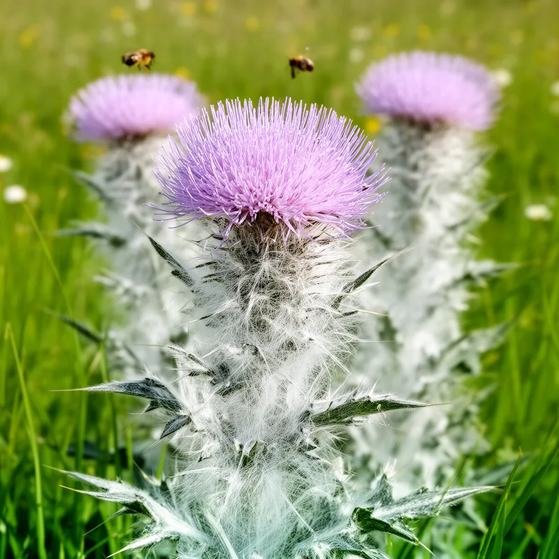 woolly thistle