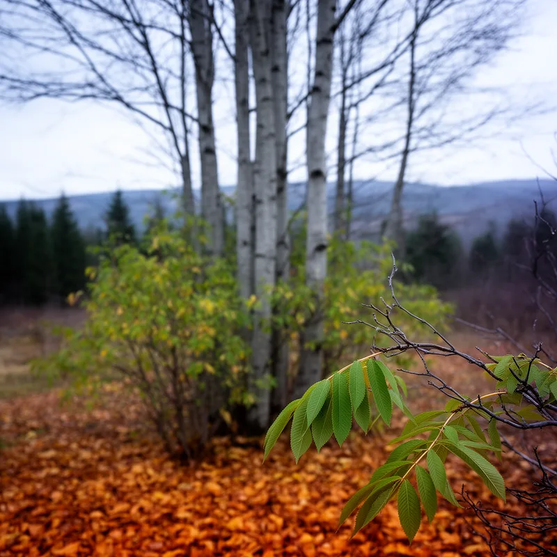 Fraxinus