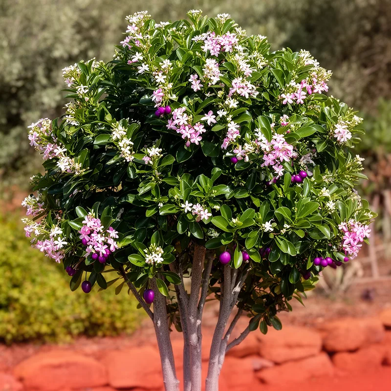 Acocanthera oblongifolia