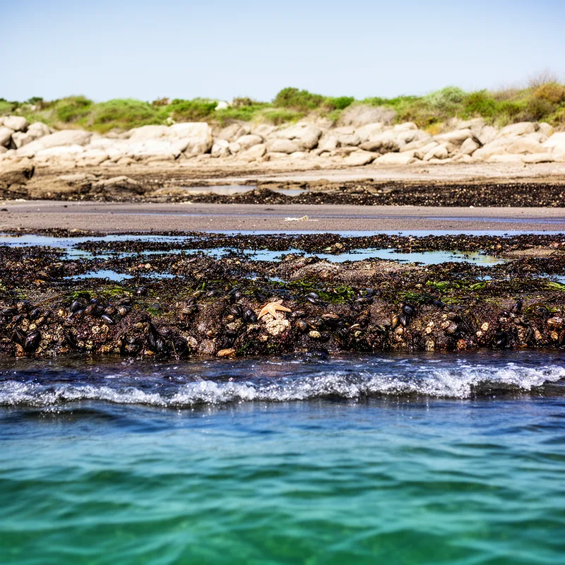 tidal zone