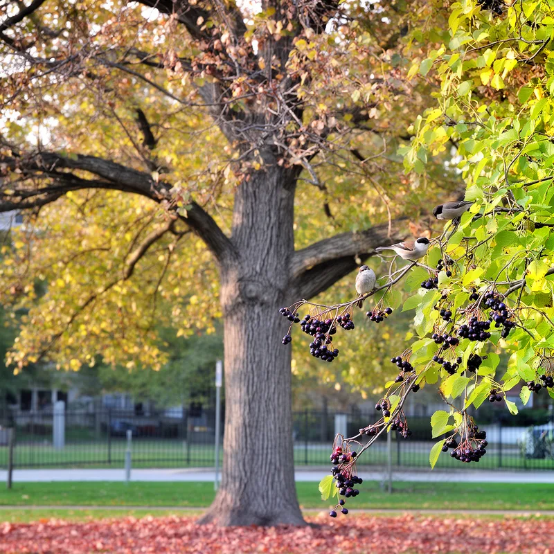Celtis occidentalis