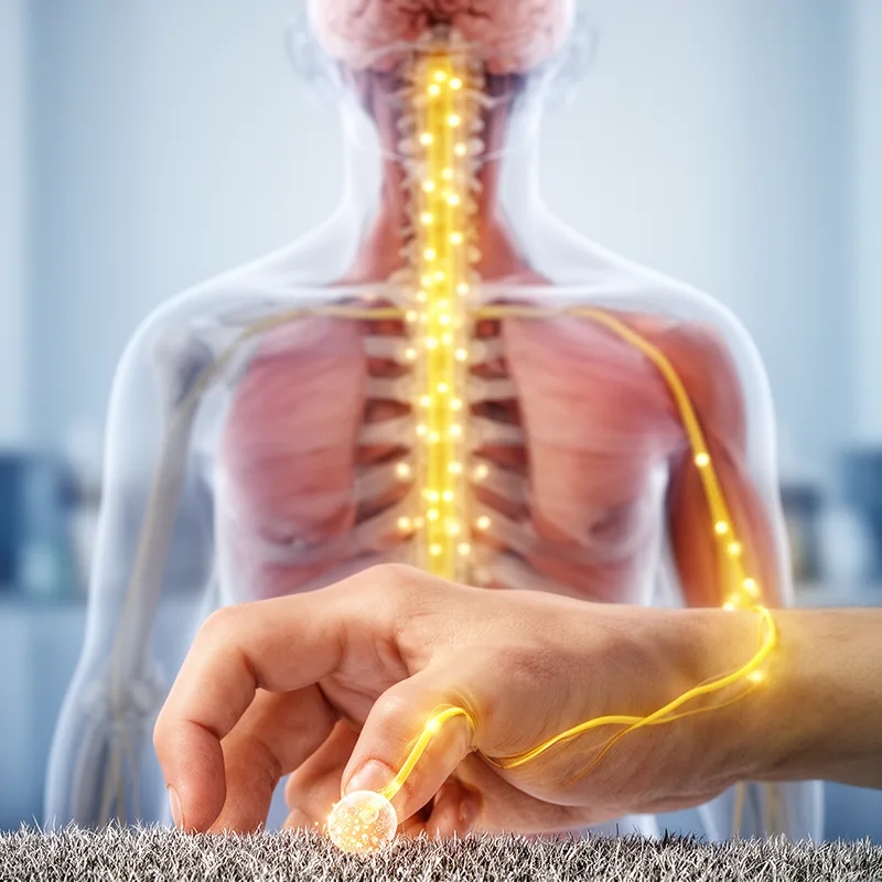 afferent nerve