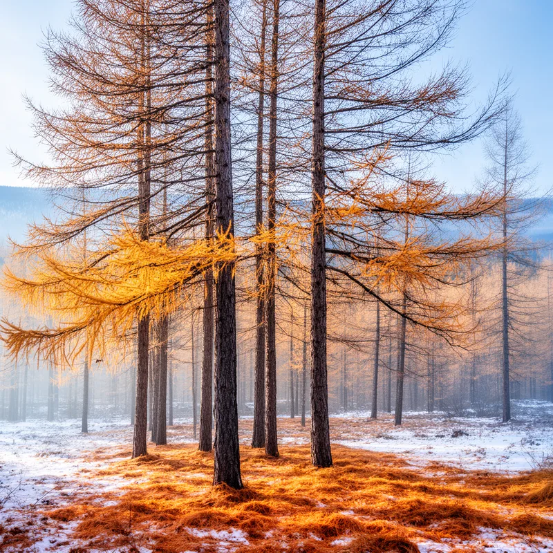 genus Larix