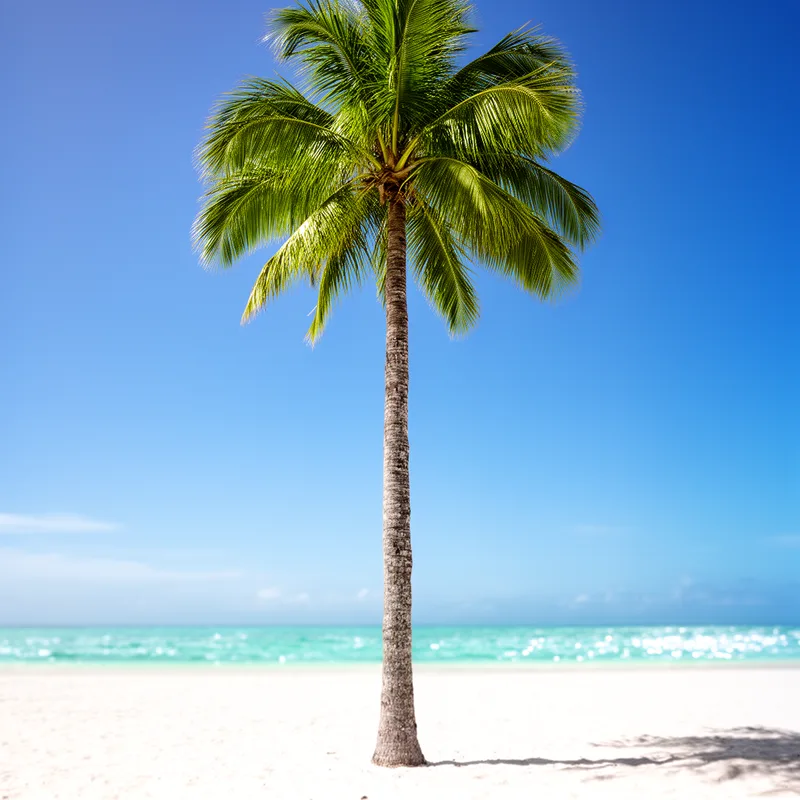 palm tree