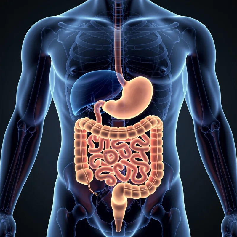 gut