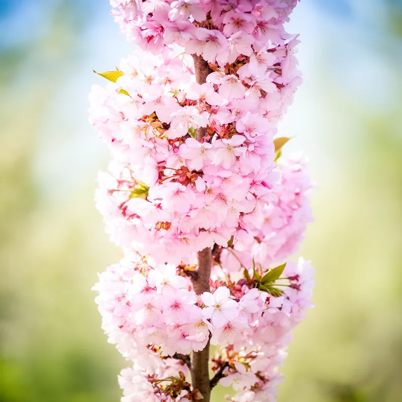 flowering