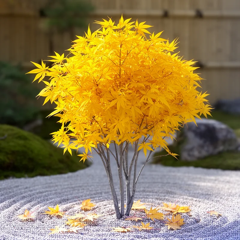Acer argutum