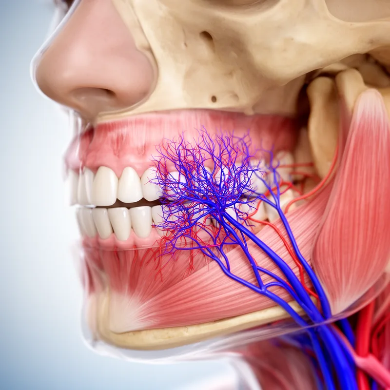 pterygoid plexus