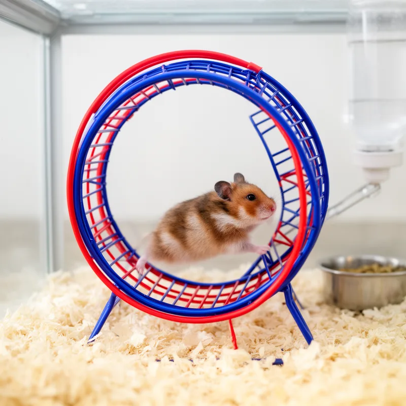 squirrel cage