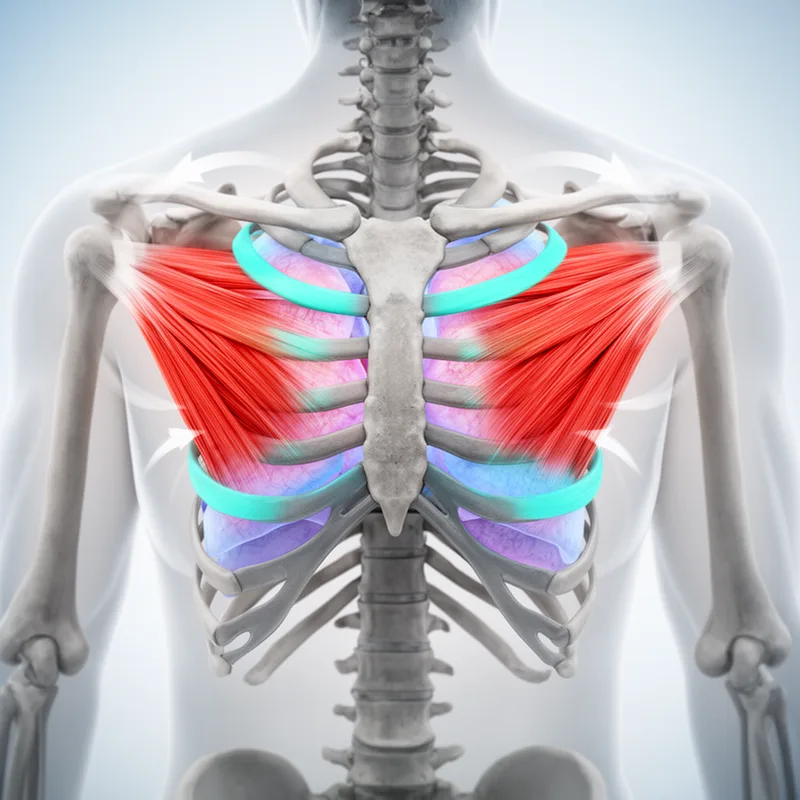 serratus posterior