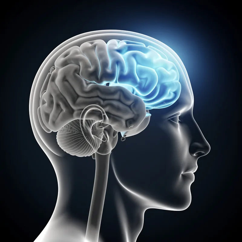 prefrontal
