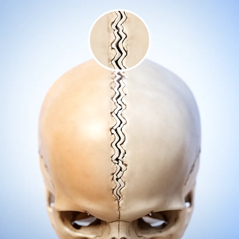interparietal suture