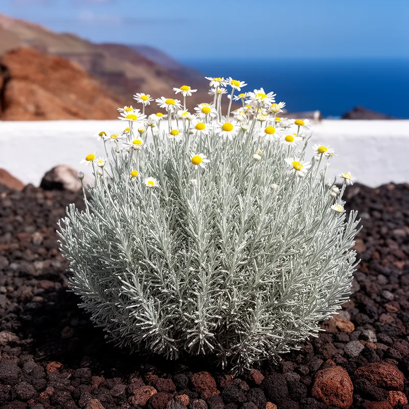 Tanacetum ptarmiciflorum