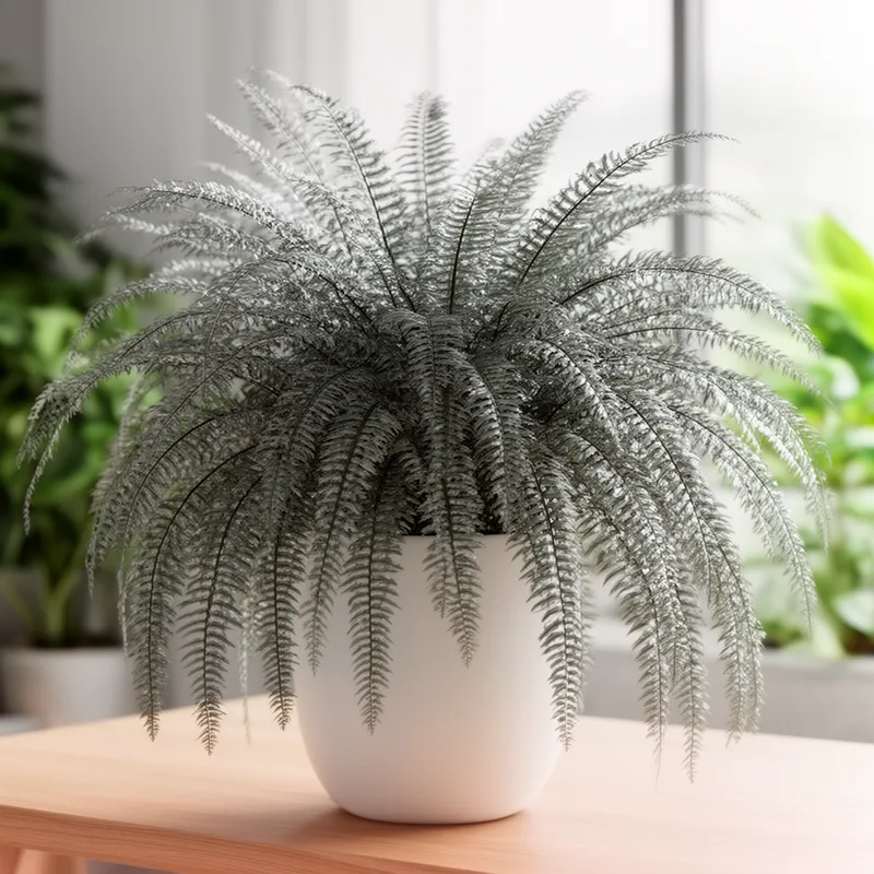 Nephrolepis pectinata