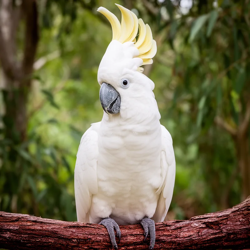 Cacatua