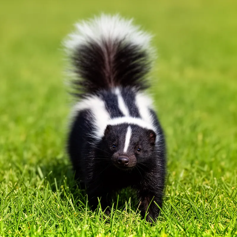 skunk