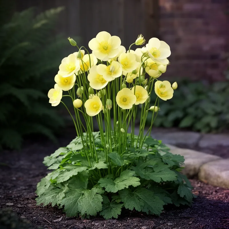 Meconopsis cambrica