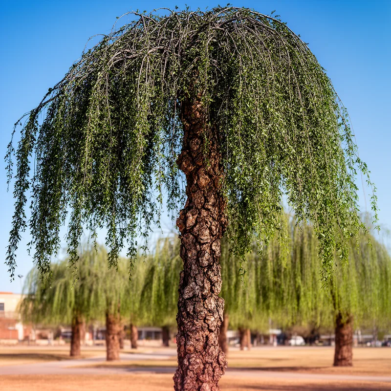 Ulmus crassifolia