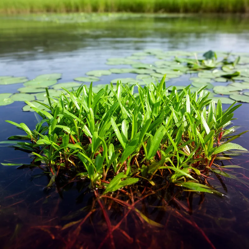loddon pondweed
