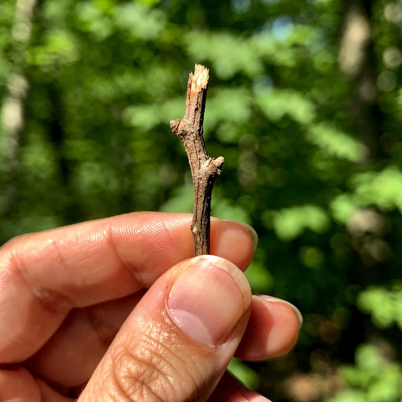 twig