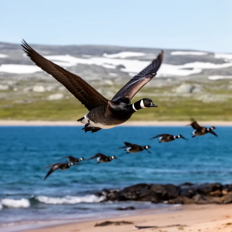 brant goose
