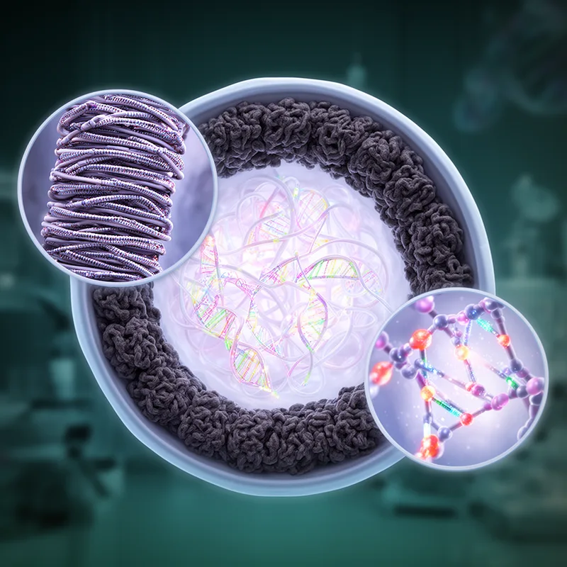 heterochromatin