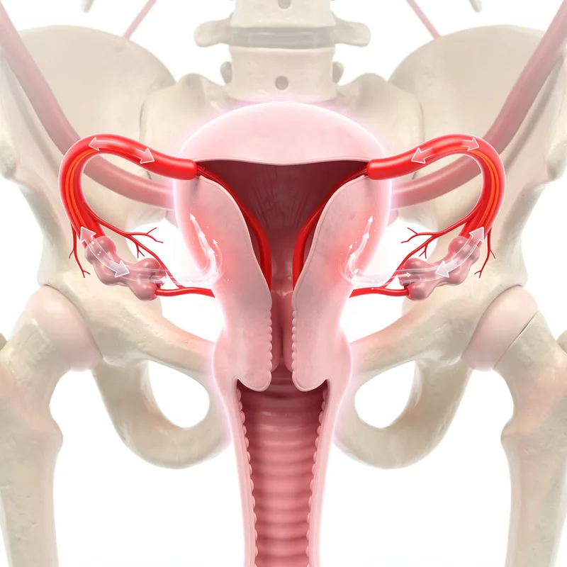 uterine artery