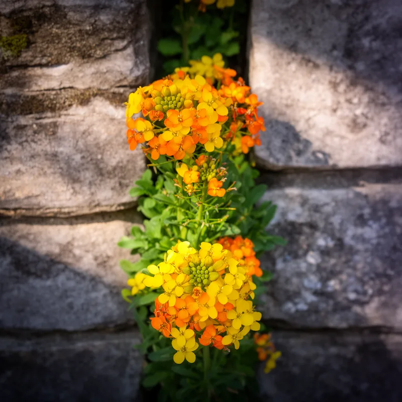 Erysimum cheiri