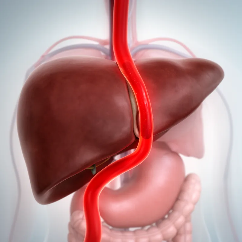 hepatic artery