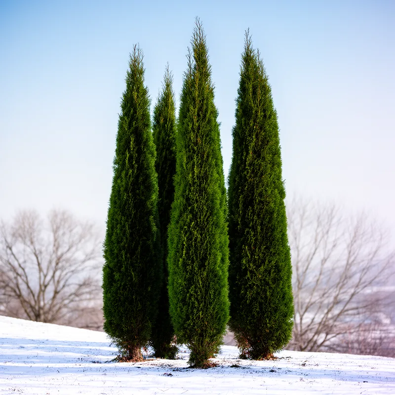 Cupressus