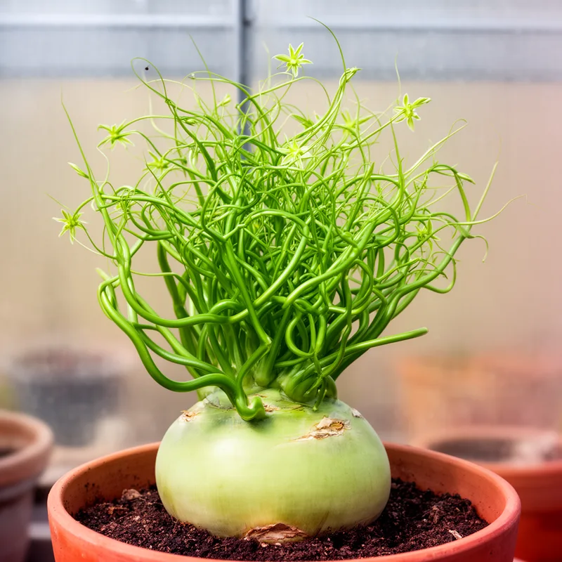 Bowiea volubilis