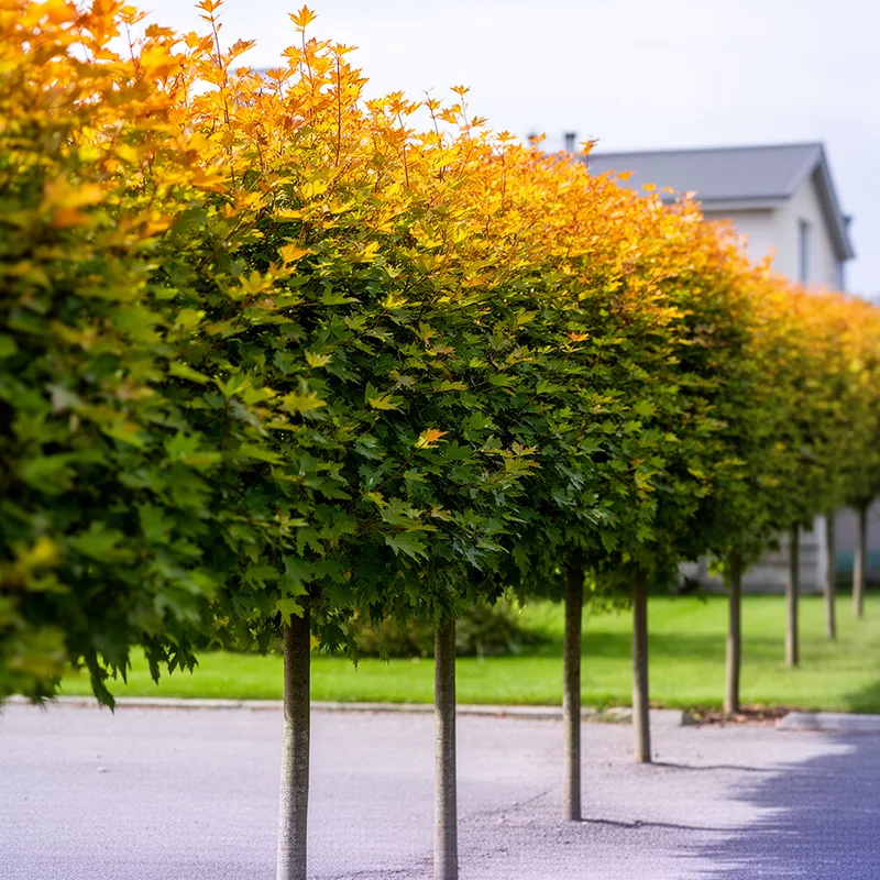 hedge maple