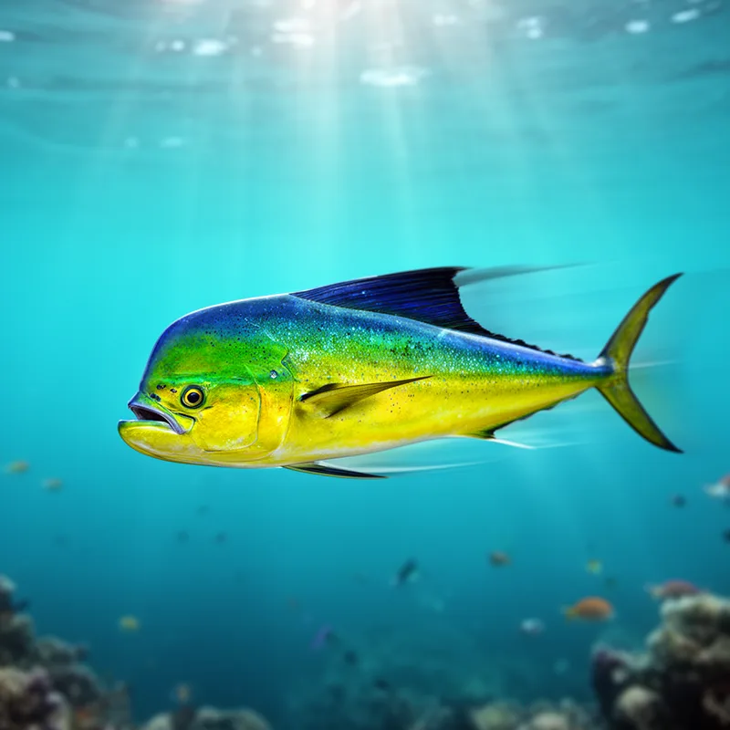 Coryphaena
