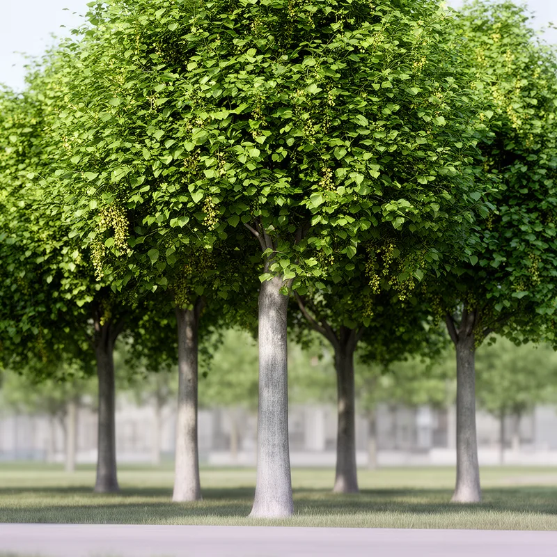 Tilia