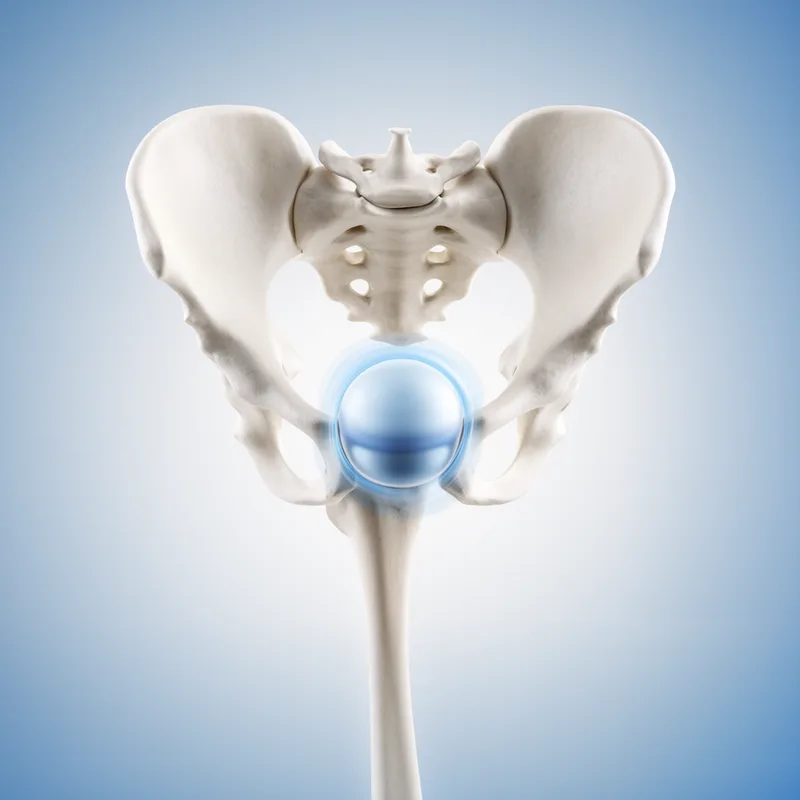 enarthrodial joint