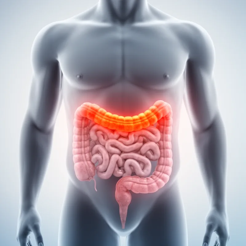transverse colon