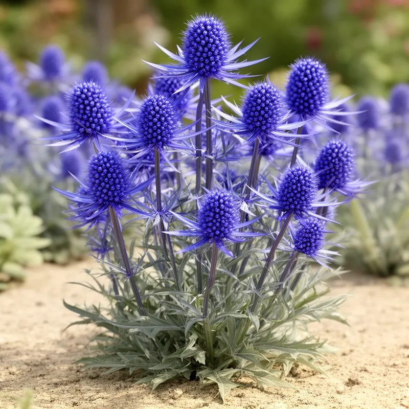 genus Eryngium