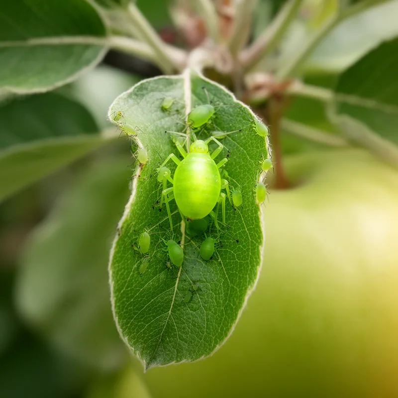 green apple aphid