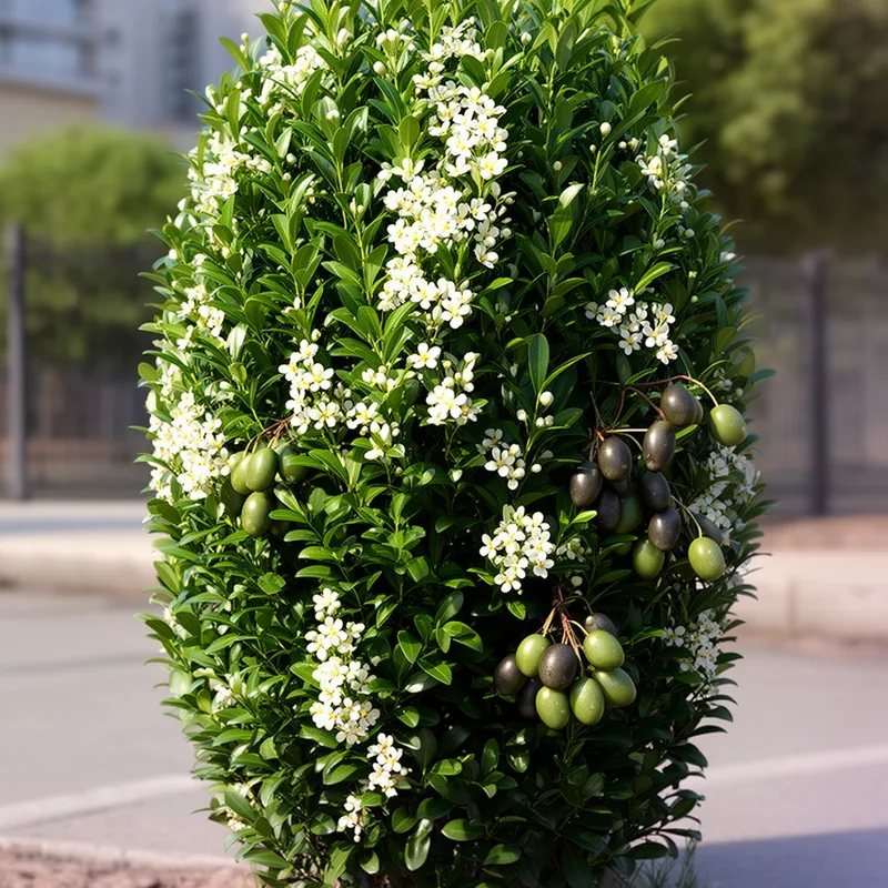 mock privet